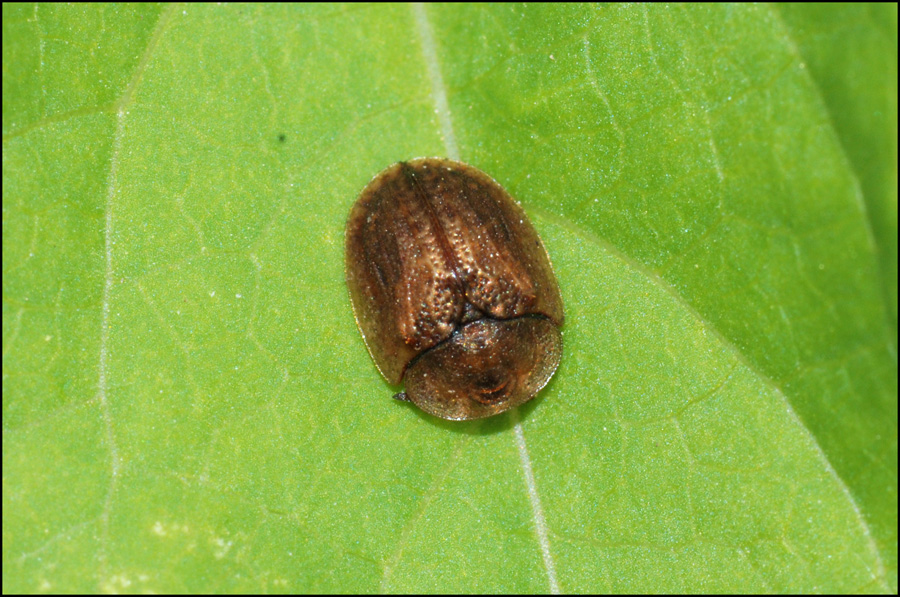 cassida nebulosa?